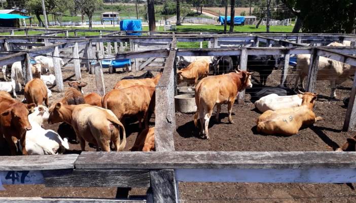 Pinhão - Feira de Gado Geral movimentou mais de 738 mil reais