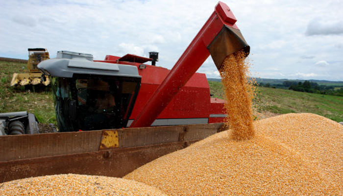 Preço do milho cai mais de R$ 5 por saca em outubro