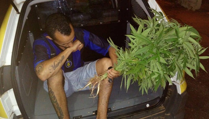 Guaraniaçu - PM apreende porção e pés de maconha no Vila Nova