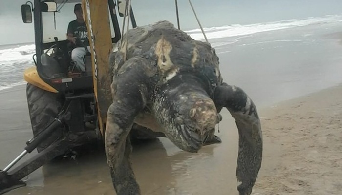 Tartaruga de espécie ameaçada de extinção é encontrada morta no litoral do Paraná