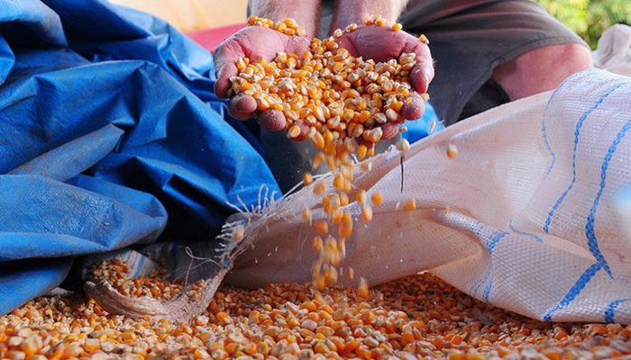 Menor oferta de milho faz preço subir em novembro