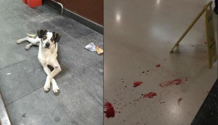 Morte de cachorro em loja do Carrefour gera onda de protestos