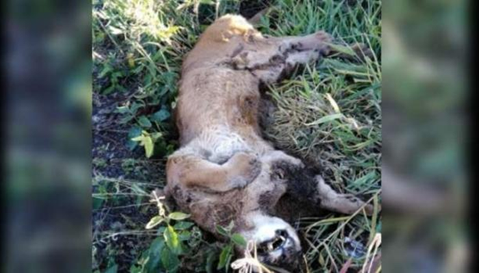 Onça-parda é encontrada morta em estrada rural de Cascavel