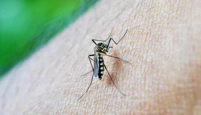 Em uma semana, sobe 12% o número de casos confirmados de dengue no Paraná