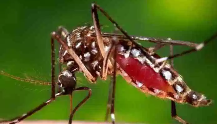 Paraná tem mais de 100 casos confirmados de dengue