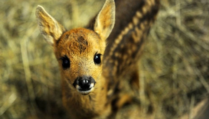 Caçador terá de assistir clássico 'Bambi' como parte de sentença por matar cervos