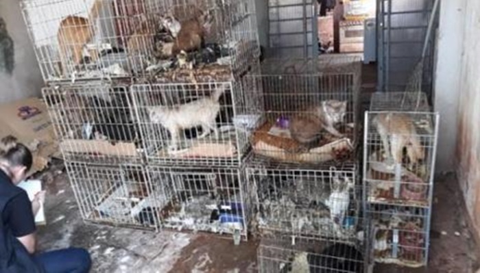 Fiscais resgatam 17 gatos que estavam presos em gaiolas dentro de casa