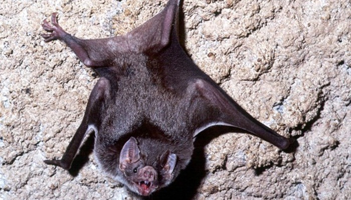 Rio Bonito - Secretaria de Saúde alerta para caso de morcego com positivo para a raiva