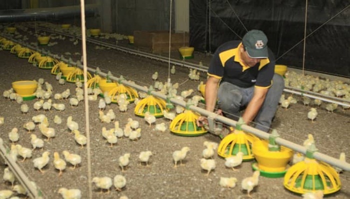 Custos da produção de frango no Brasil registraram aumento de 14,21% em 2018