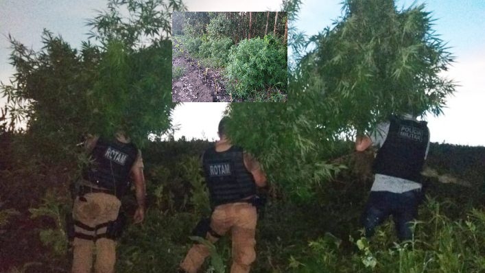 PM descobre grande plantação de maconha e apreende armas em Irati