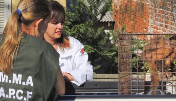 Ação integrada apreende um macaco e 15 aves durante fiscalização no PR