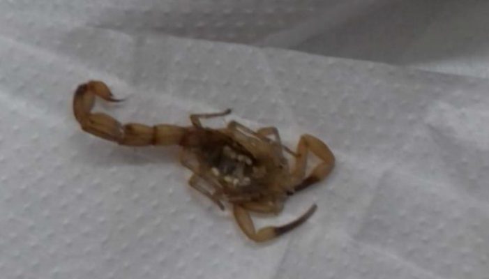 PERIGO: Menina de 4 anos morre após ser picada por escorpião em Tupã