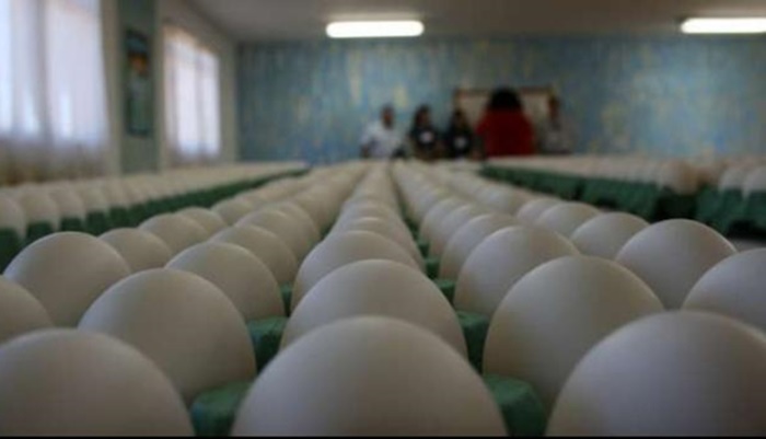Produção de ovos bate recorde no país, diz IBGE