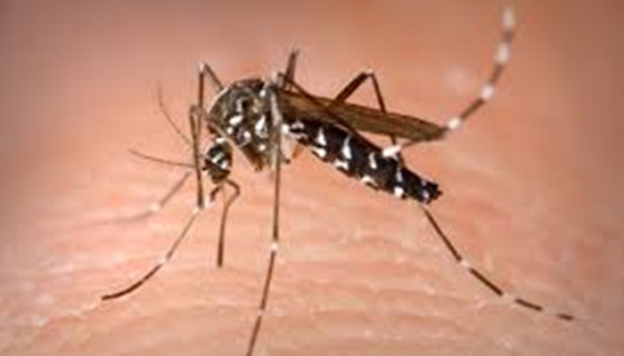 Em uma semana, casos de dengue no Paraná crescem 47% e mais um município registra epidemia