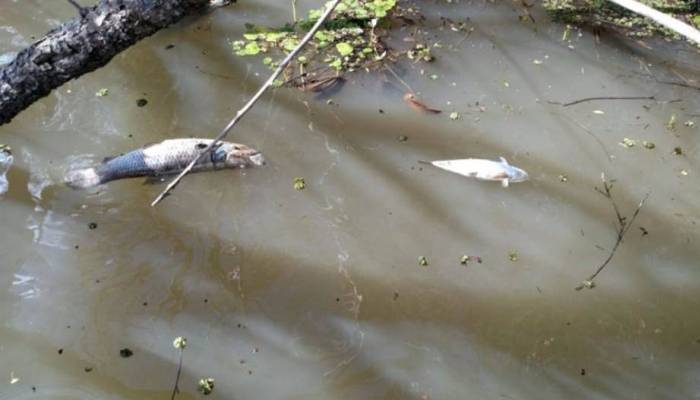 IAP estima que 50 mil quilos de peixes foram mortos no Rio Piquiri