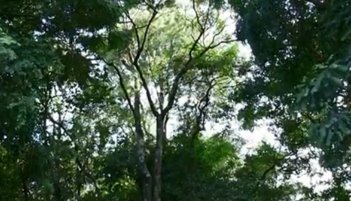 Adolescente morre ao se desequilibrar e cair de árvore em Cascavel