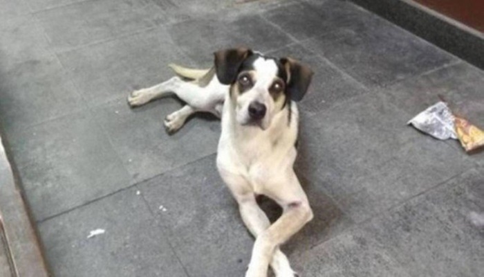 Como indenização pela morte da cadela Manchinha, Carrefour terá de pagar multa de R$ 1 milhão