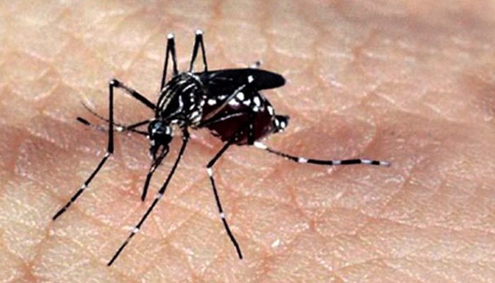Mais duas mortes por dengue são confirmadas no Paraná, diz Secretaria de Saúde