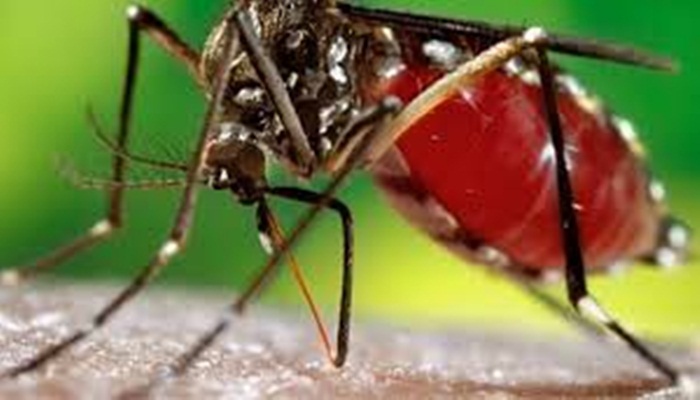 Casos de dengue crescem 224% no Brasil com 229 mil pacientes este ano