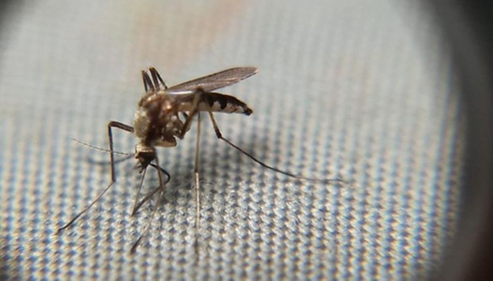 Em uma semana, casos de dengue sobem 27% no Paraná; oito cidades estão em epidemia