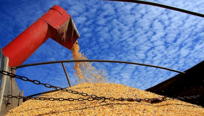 Governo vai leiloar estoque de milho na sexta dia 05