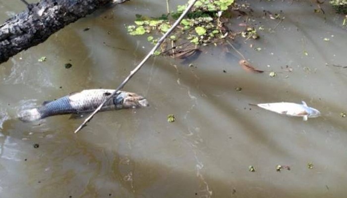 Cevas tóxicas provocaram a morte de 50 toneladas de peixe no Rio Piquiri