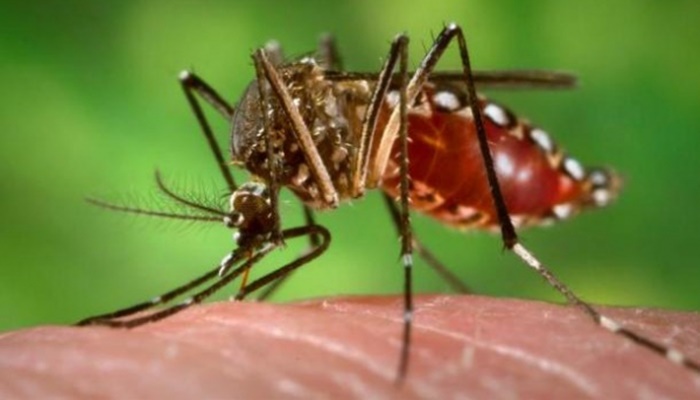 Casos de dengue no Paraná mais que dobram neste ano; dez municípios estão em epidemia