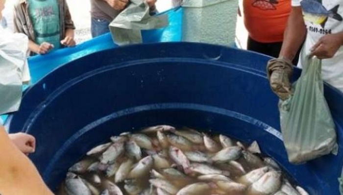 MP-PR faz recomendações sobre comércio de peixes vivos na Semana Santa