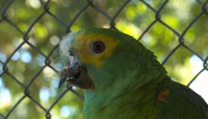 Papagaio roubado de zoológico escapa de bandidos e volta para casa