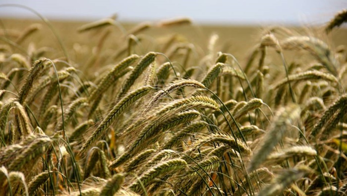 Começa a semeadura do trigo no Paraná