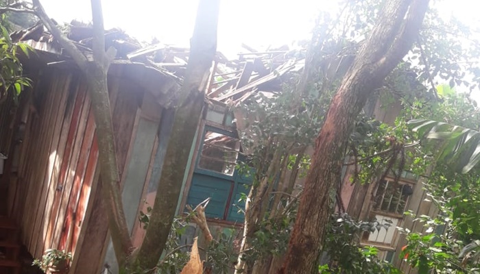Guaraniaçu - Queda de árvore causa estrago em residência