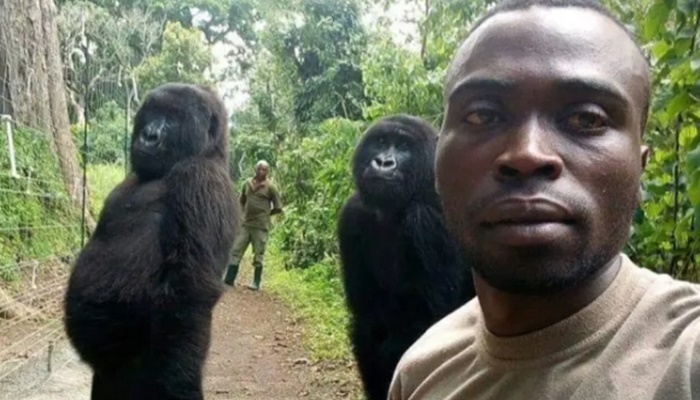 Gorilas posam para 'selfie' ao lado de guardas que os protegem de caçadores