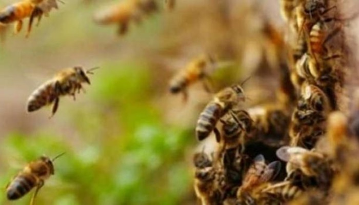 Idoso de 79 anos morre ao ser atacado por abelhas em Cianorte