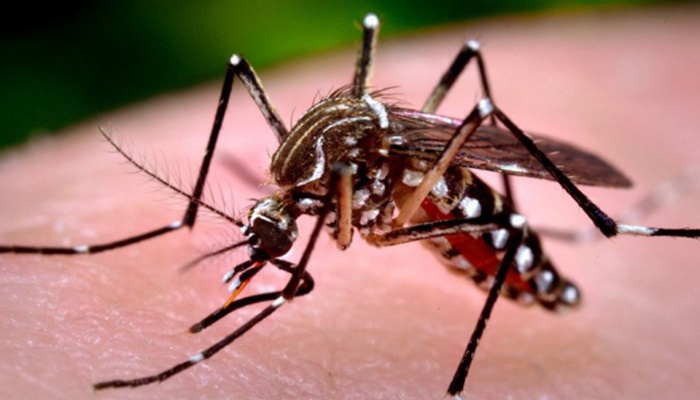 Paraná confirma mais duas mortes por dengue; já são dez casos no ano
