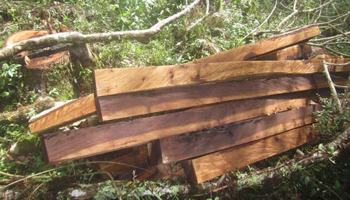 Pinhão - Policia Ambiental flagra corte ilegal de madeira protegida