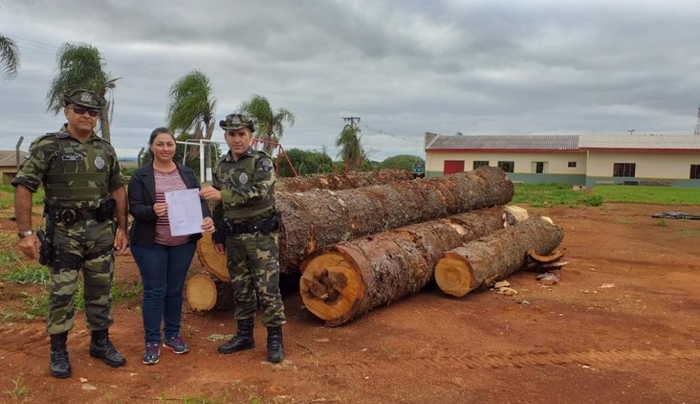 Reserva do Iguaçu - Apae recebe pinheiros apreendidos pela Policia Ambiental