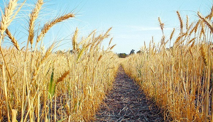 Plantio do trigo avança no Paraná, e agricultores plantam 46% dos grãos