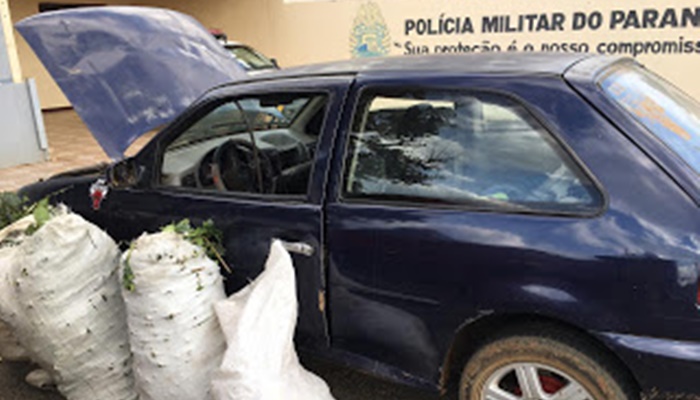 Pinhão - Três pessoas são flagradas furtando erva mate