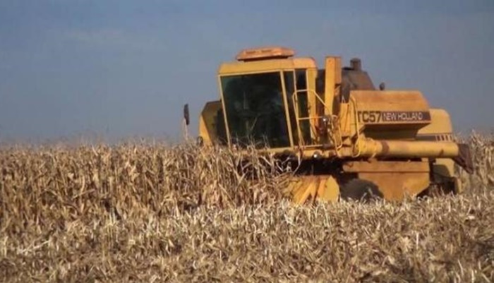 Colheita de milho pode bater recorde este ano na região oeste