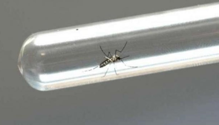 Dengue: Mais três pessoas morrem no Paraná