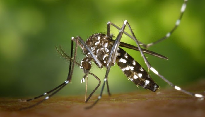 Saúde registra aumento de casos de dengue no Paraná