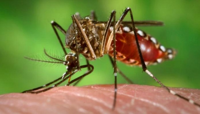 Casos de dengue aumentam mesmo com o frio; mais uma morte é confirmada no Paraná