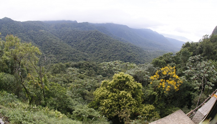Paraná tem 34,7% de área com florestas e 19 espécies ameaçadas