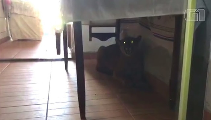 Onça-parda é encontrada embaixo de mesa em casa no Paraná