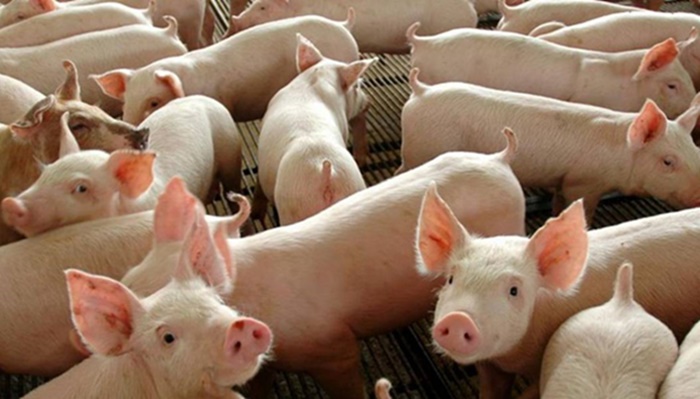 40 mil porcos ajudam a abastecer energia de cidade no Paraná; entenda