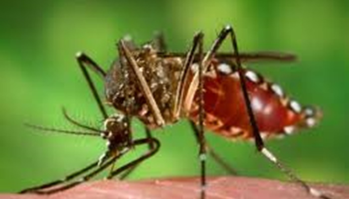 Paraná registra 22.946 casos e 23 mortes por dengue em 12 meses