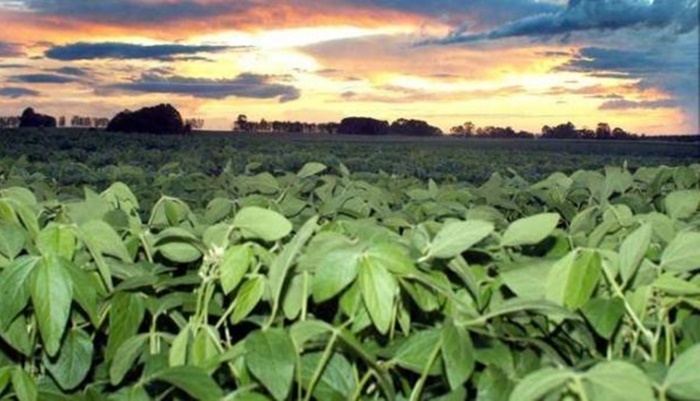 Manejo integrado: Paraná reduz em até 50% uso de agroquímicos na soja