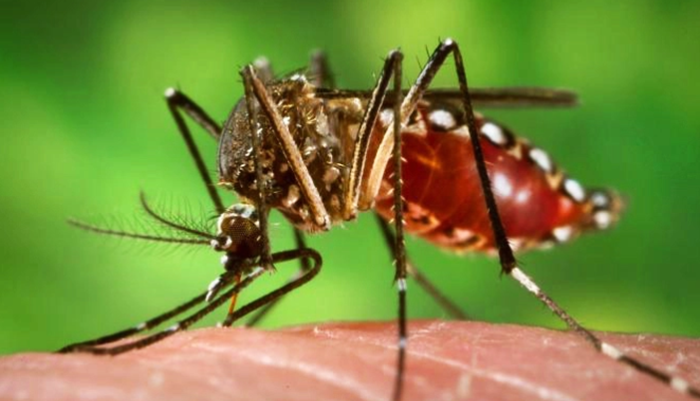 Secretaria de Saúde confirma mais uma morte por dengue no Paraná