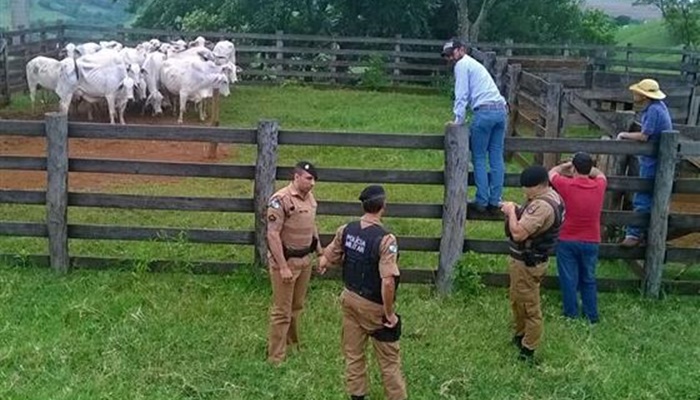 Porto Barreiro - Ladrões abatem vaca e roubam a carne