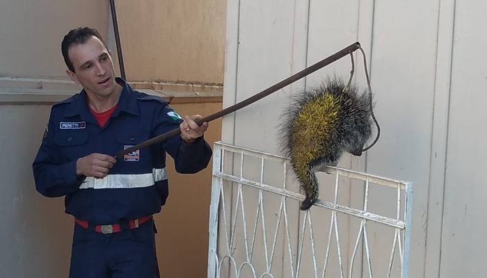 Guaraniaçu - Bombeiros capturam ouriço em residência